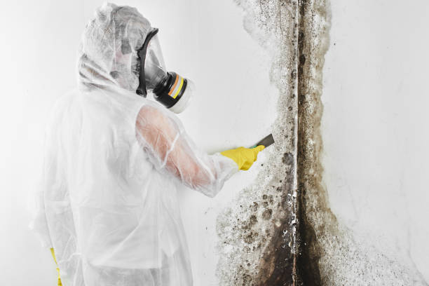Best Attic Mold Removal  in Waxhaw, NC