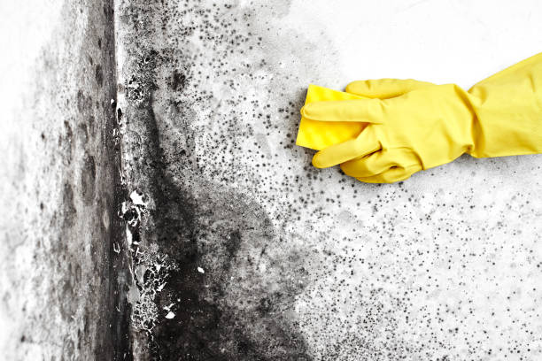 Best Emergency Mold Removal  in Waxhaw, NC