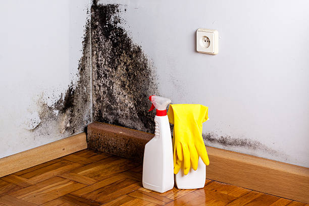 Mold Removal and Inspection in Waxhaw, NC