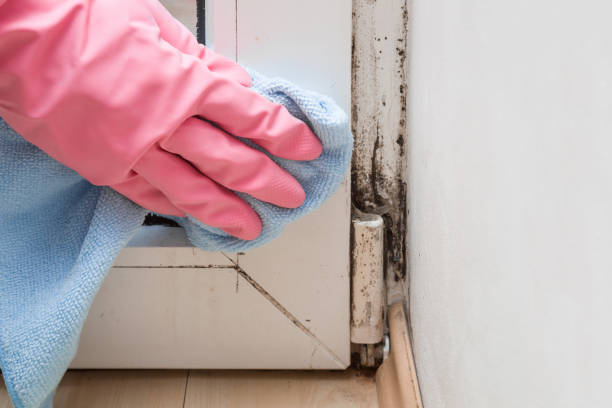 Best Residential Mold Removal  in Waxhaw, NC